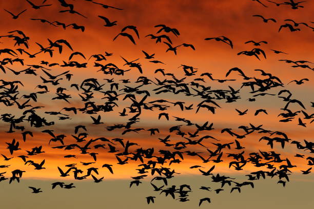 istock Snow geese in the dawn, Bosque del Apache, New Mexico USA 1218551220