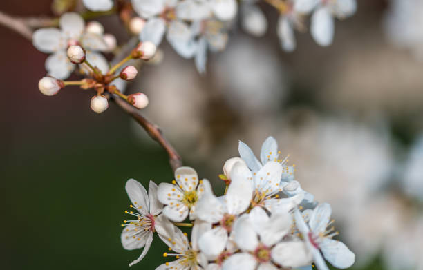 istock White Plum Tree Blossoms in Spring in Northern Europe 1218551306