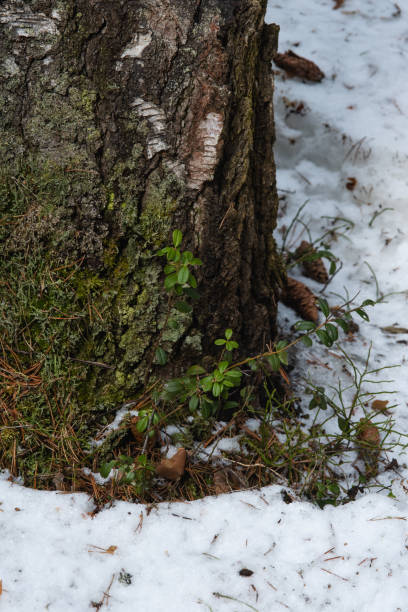 istock Thawed patch with bushes of cranberries on it. 1218551588