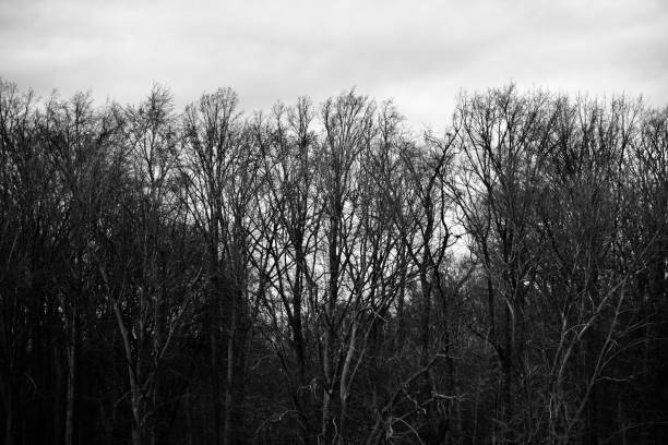 istock Traditional bare trees around a forest in Berlin Germany 1218552612