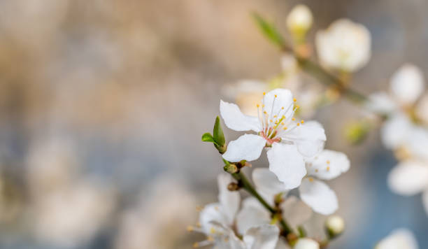 istock White Plum Tree Blossoms in Spring in Northern Europe 1218552738