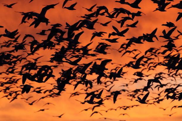 istock Snow geese in the dawn, Bosque del Apache, New Mexico USA 1218552956