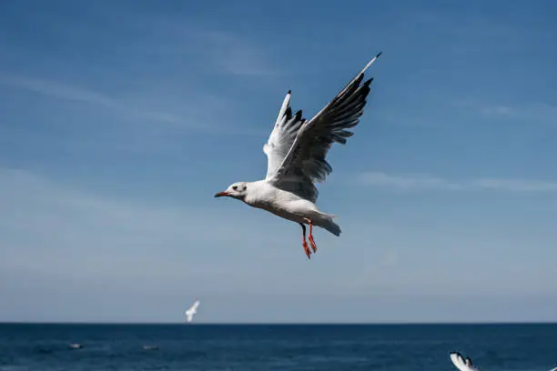 White bird gull in flight in the blue sky on the coast sea in summer