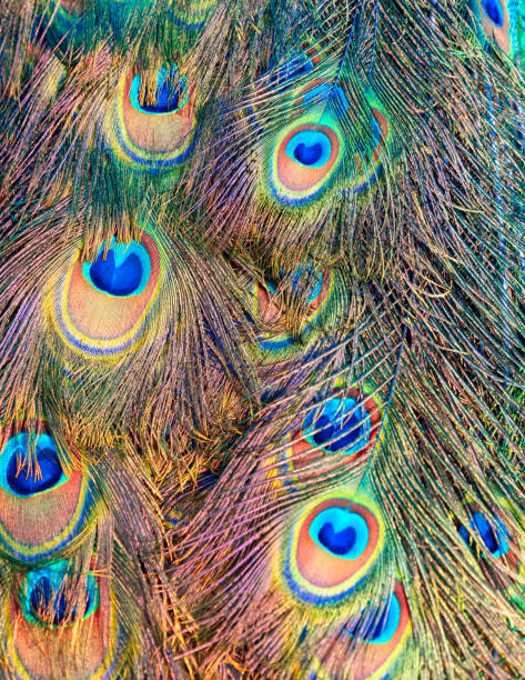 istock Indian Male Peacock feathers in closeup. 1218554160