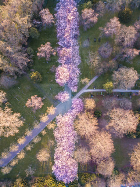 istock Cherry tree blossoming at Bispebjerg Cemetery, Denmark 1218554223