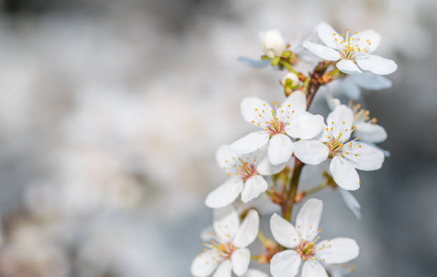 istock White Plum Tree Blossoms in Spring in Northern Europe 1218554363