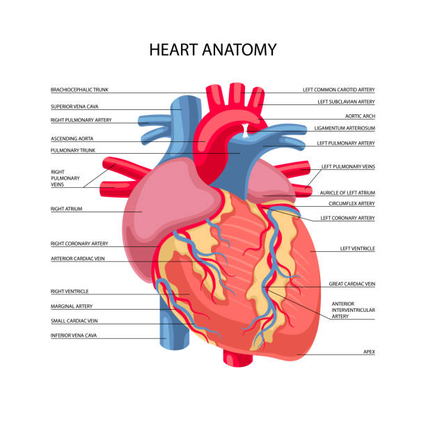 Human heart anatomy Human heart anatomy isolated on white background. Vector illustration pulmonary artery stock illustrations