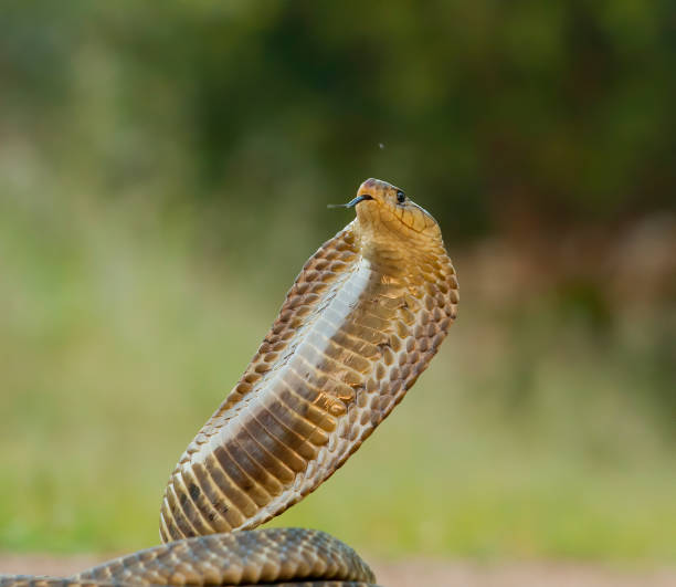 Albino Monocled Cobra Hooding with Forked Tongue!
