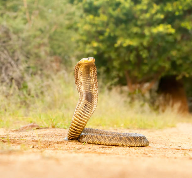 istock Cobra Snake Stock Photo 1218554613