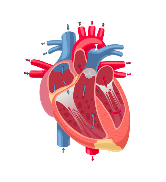 ilustraciones, imágenes clip art, dibujos animados e iconos de stock de anatomía del corazón humano - pumping blood illustrations