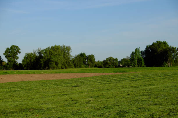 istock Rows of freshly cut field grass. Haymaking. Rural landscape. 1218554715