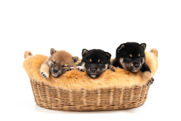Three Shiba Inu in the basket on white background. Shiba Inu, black and tan, brown. Shiba Inu is a Japanese dog that is famous all over the world. Three Shiba Inu in the basket on white background. Shiba Inu, black and tan, brown. Shiba Inu is a Japanese dog that is famous all over the world. shiba inu black and tan stock pictures, royalty-free photos & images