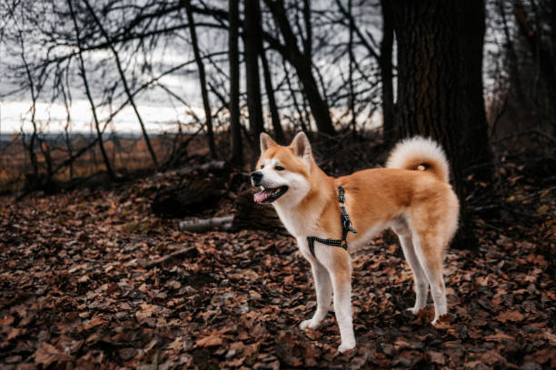 cão akita inu 01 - dog head shot - fotografias e filmes do acervo