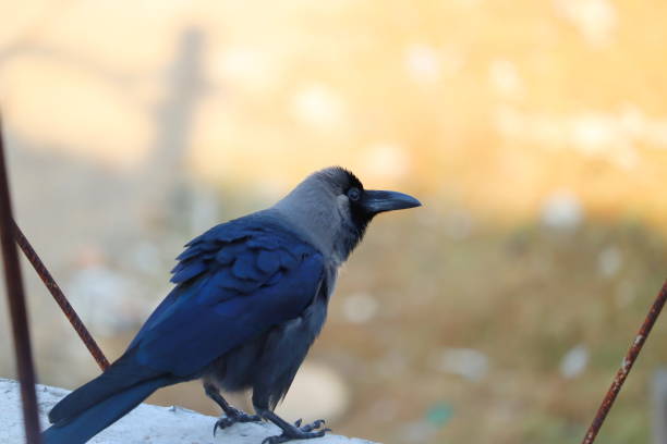 The house crow (Corvus splendens), also known as the Indian, greynecked, Ceylon or Colombo crow The house crow (Corvus splendens), also known as the Indian, greynecked, Ceylon or Colombo crow, bird image fish crow stock pictures, royalty-free photos & images