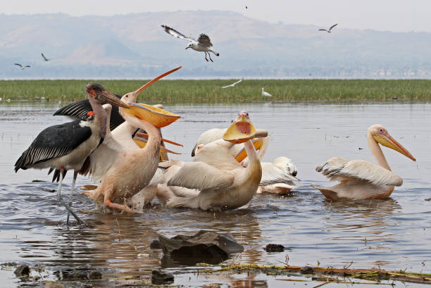 istock Birds in Lake Awassa 1218555674