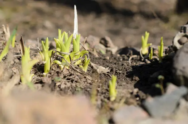 Small sprouts of iris in the ground outdoors