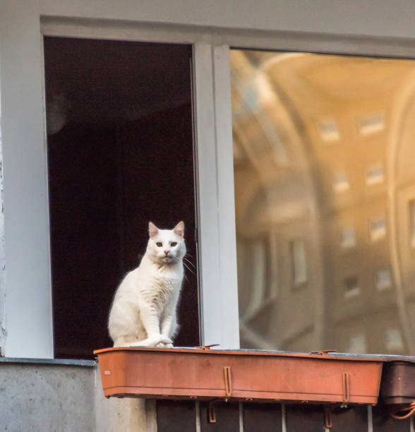 istock Cat Watching The World Go By During Coronavirus Stay At Home 1218556079