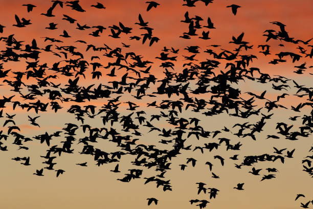 istock Snow geese in the dawn, Bosque del Apache, New Mexico USA 1218556220