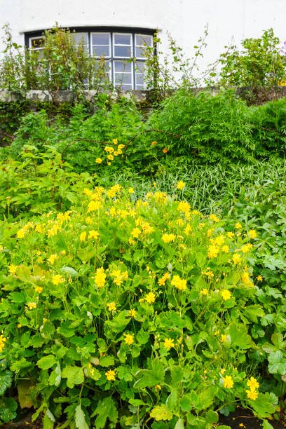 istock Flower Bed with blooming flowers 1218556450