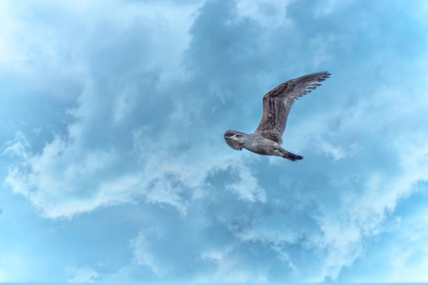 istock Seagull Flying with Wings outstretched in Cloudy Sky 1218556583