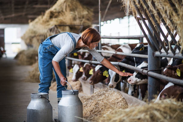 kobieta pracownik z puszek pracy na farmie pamiętnik, przemysł rolny. - farm worker zdjęcia i obrazy z banku zdjęć