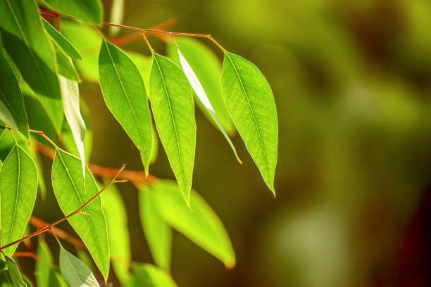 istock Eucalyptus green leaves 1218557245