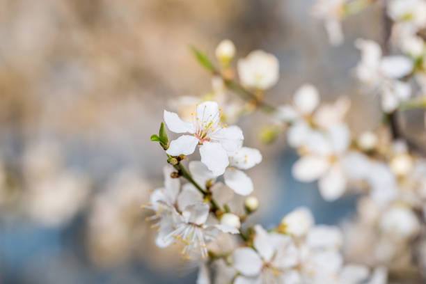 istock White Plum Tree Blossoms in Spring in Northern Europe 1218557357