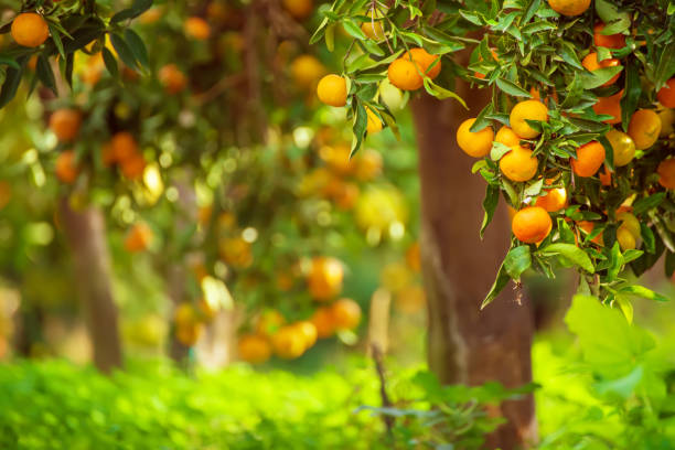 istock Tangerine sunny garden 1218557560