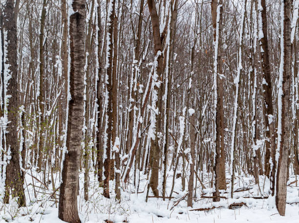 saplings in the woods after a snowfall - lumber industry cold day forest imagens e fotografias de stock