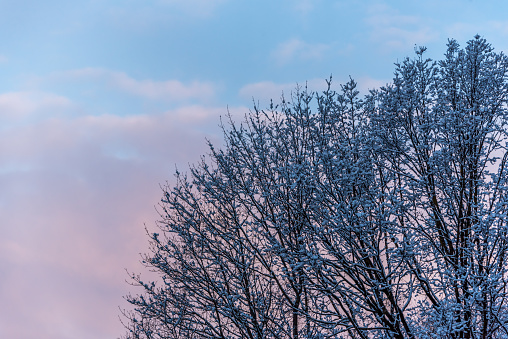 Snowy Tree at Sunrise with Pink and Blue Sky