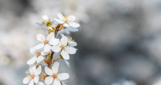 istock White Plum Tree Blossoms in Spring in Northern Europe 1218557931