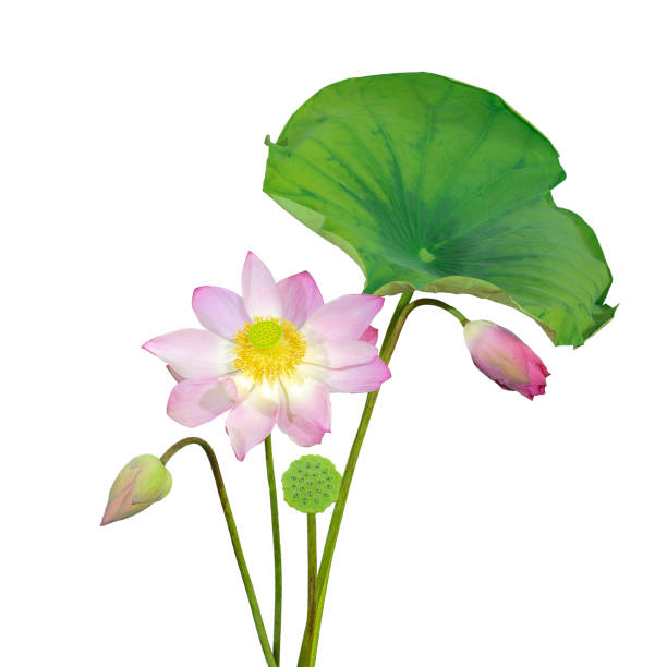 istock green leaves for background and wallpaper 1218557936
