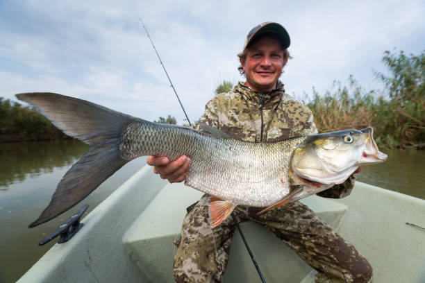 istock Angler sits in the boat and holds the trophy Asp fish 1218557942