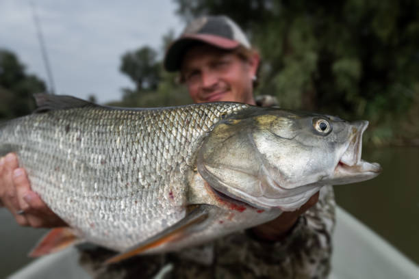 istock Angler sits in the boat and holds the trophy Asp fish 1218557988