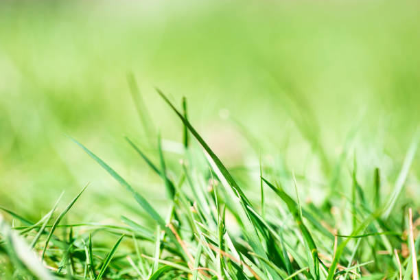 istock Fresh green bright spring grass with sunlight and blurred background, selective focus, summer nature concept background 1218557999