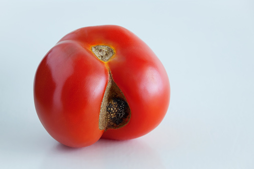 Red tomato with rotten growth on a white background.