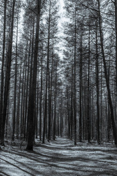 istock Spring Forest in Northern Europe with Bare Trees 1218559029