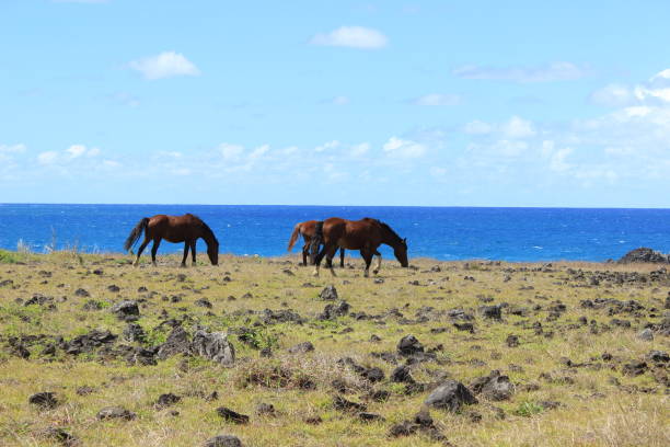 istock Horses on the cliff in Easter Island 1218559063