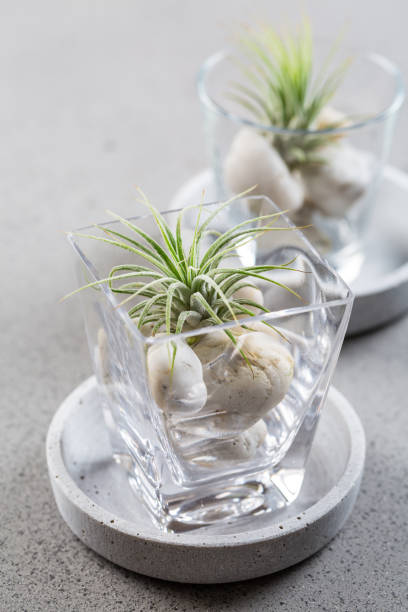istock Home table decoration with Tillandsia air plants 1218559180