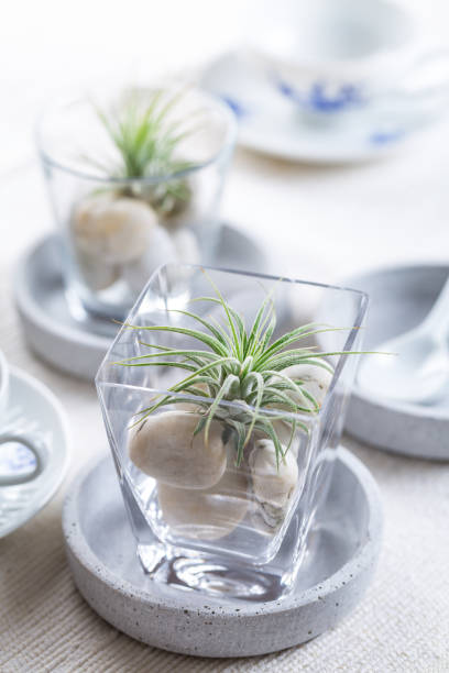 istock Place setting  - Home table decoration with Tillandsia air plants 1218559199