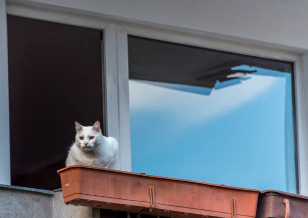 istock Cat Watching The World Go By During Coronavirus Stay At Home 1218559514