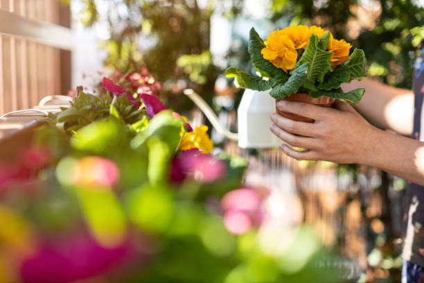 발코니에서 식물을 돌보는 젊은 여자 - plant watering can human hand holding 뉴스 사진 이미지