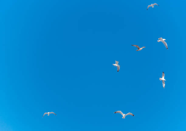 Flock of Seagulls Flying in a Clear Blue Sky