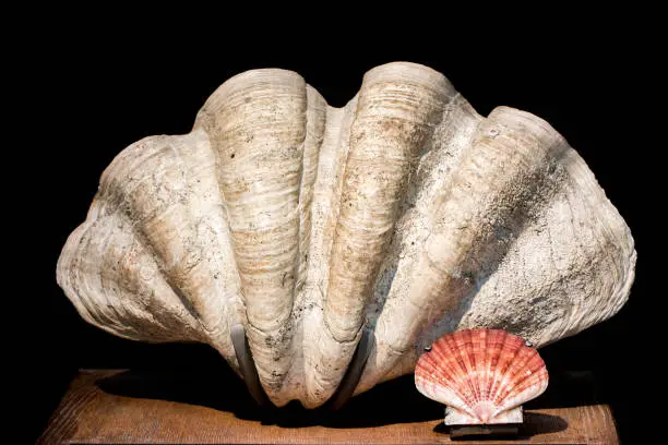 Giant clam Tridacna gigas bivalve mollusk and scallop shell specimens. Large Indo-pacific clam seashell against a scallop shell from the North sea. Conchology collection.