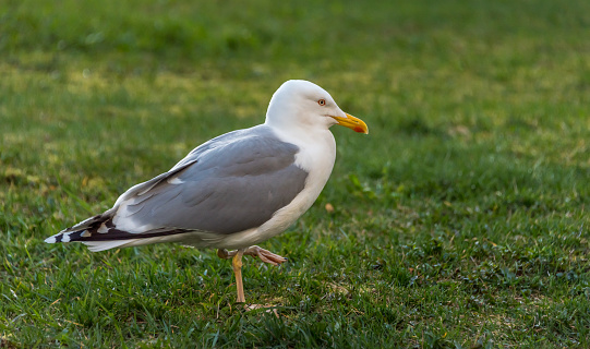 Seagull Walking On the Green Grass