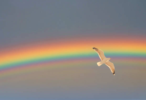 istock Seagull Flying in the Sky in Spring With Rainbow 1218561339