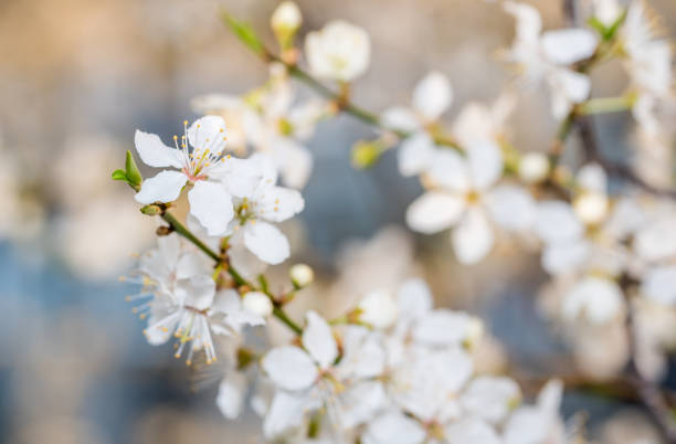 istock White Plum Tree Blossoms in Spring in Northern Europe 1218562176