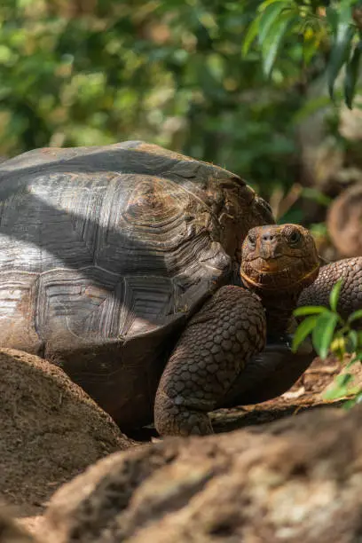 Photo of Galapagos giant tortoise traipsing through the rocks