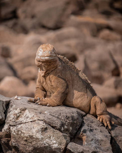 istock Galapagos Santa Fe iguana on a rock 1218563023
