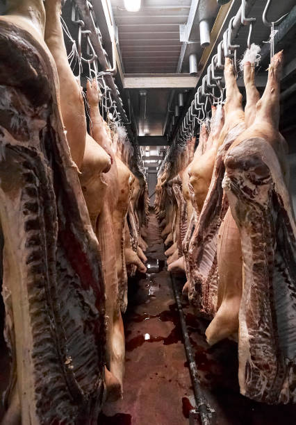 도살장의 어두운 차가운 저장 - butcher butchers shop slaughterhouse hook 뉴스 사진 이미지